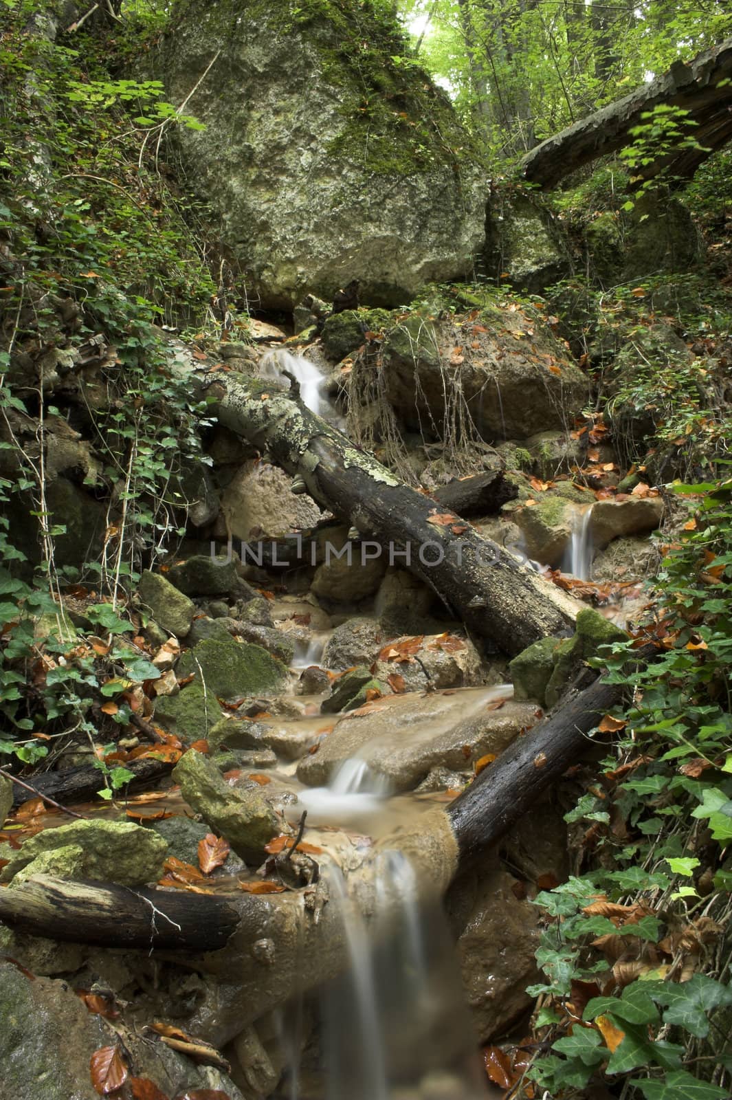 Autumn forest stream and leaves