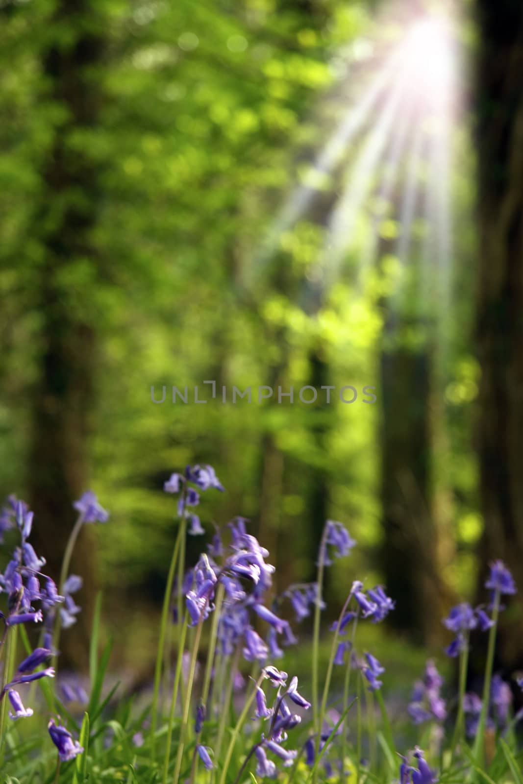 sun rays in a bluebell woods