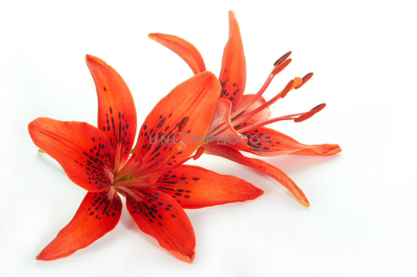 Red lily on a white background