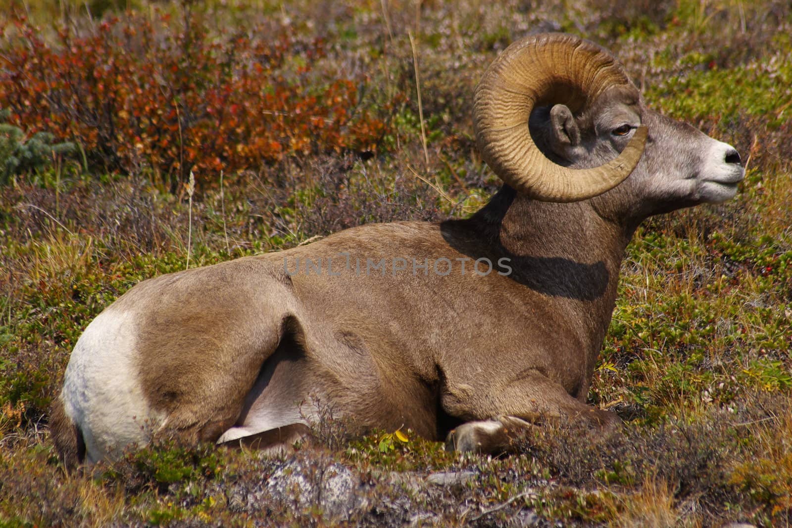Rocky Mountain Sheep C by photocdn39