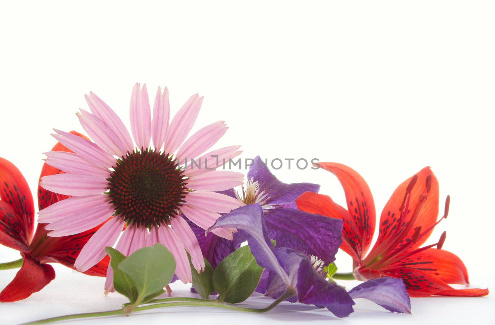 echinacea by Goruppa