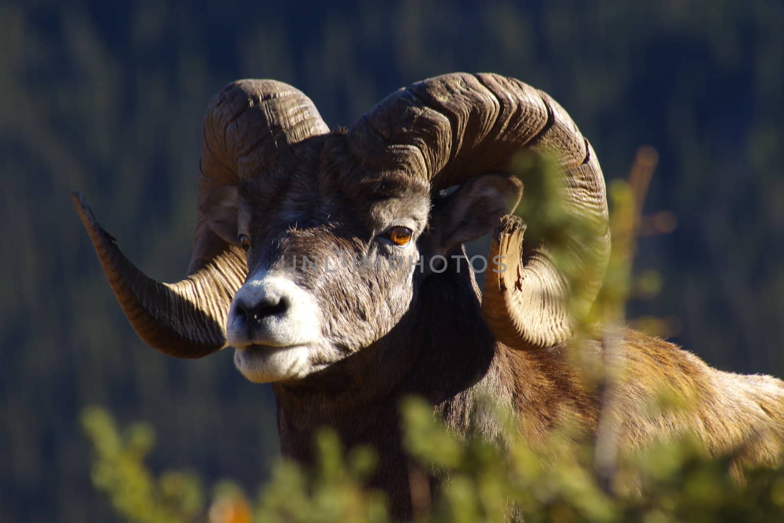 Rocky mountain sheep in the wilderness