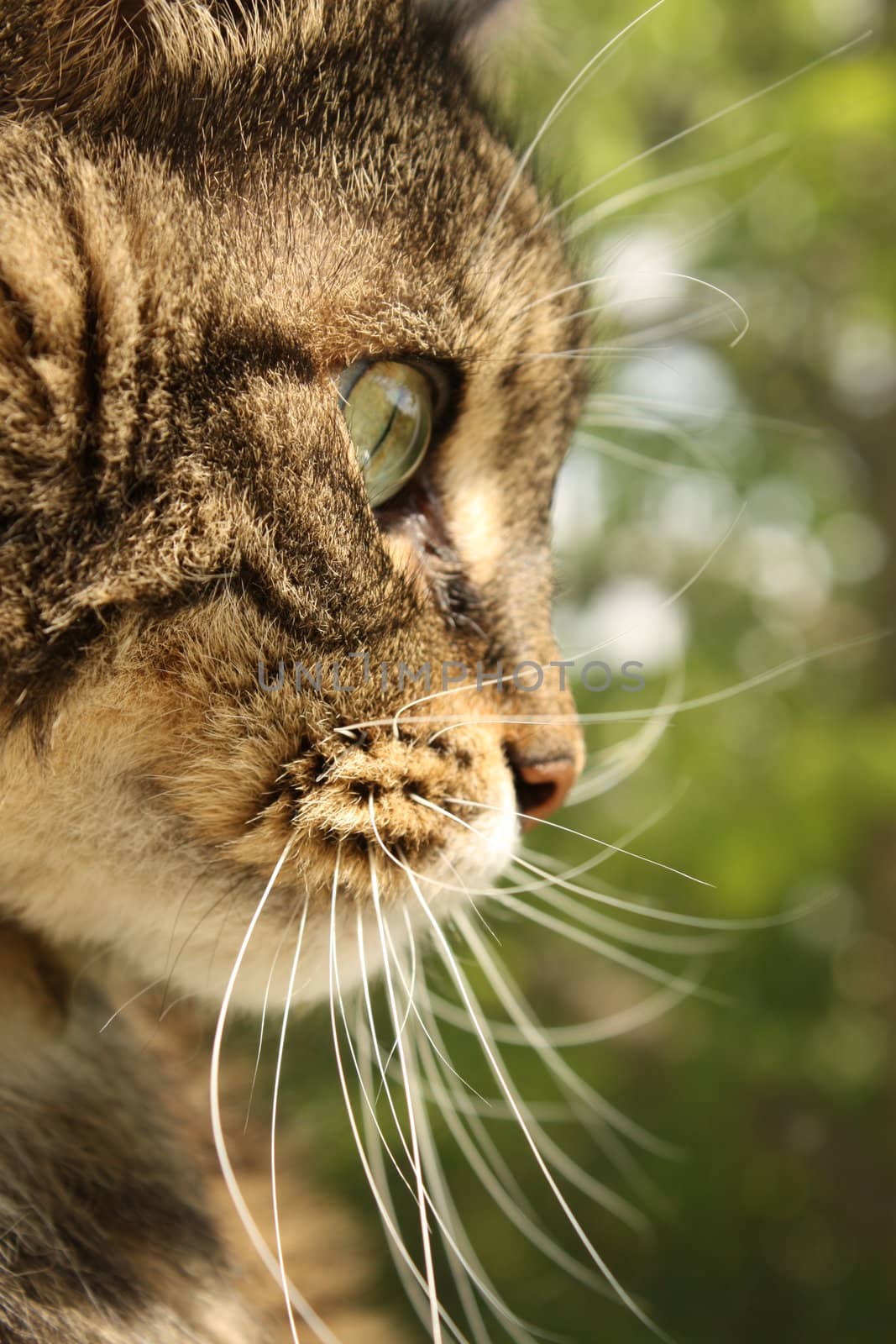 A close up shot of a Maine Coon cat staring intently.