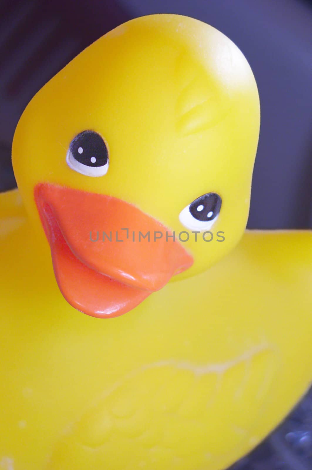 A bright yellow rubber duck toy, shot in portrait style close-up over a dark blue background.