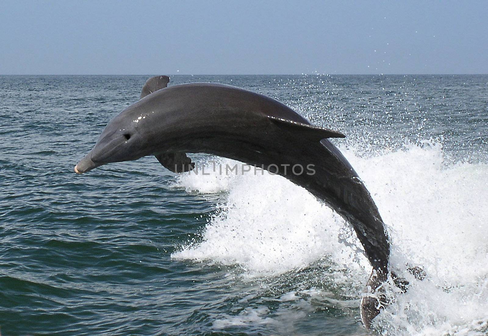A dolphin leaps majestically from the ocean, twisting sideways through the air as it does so.