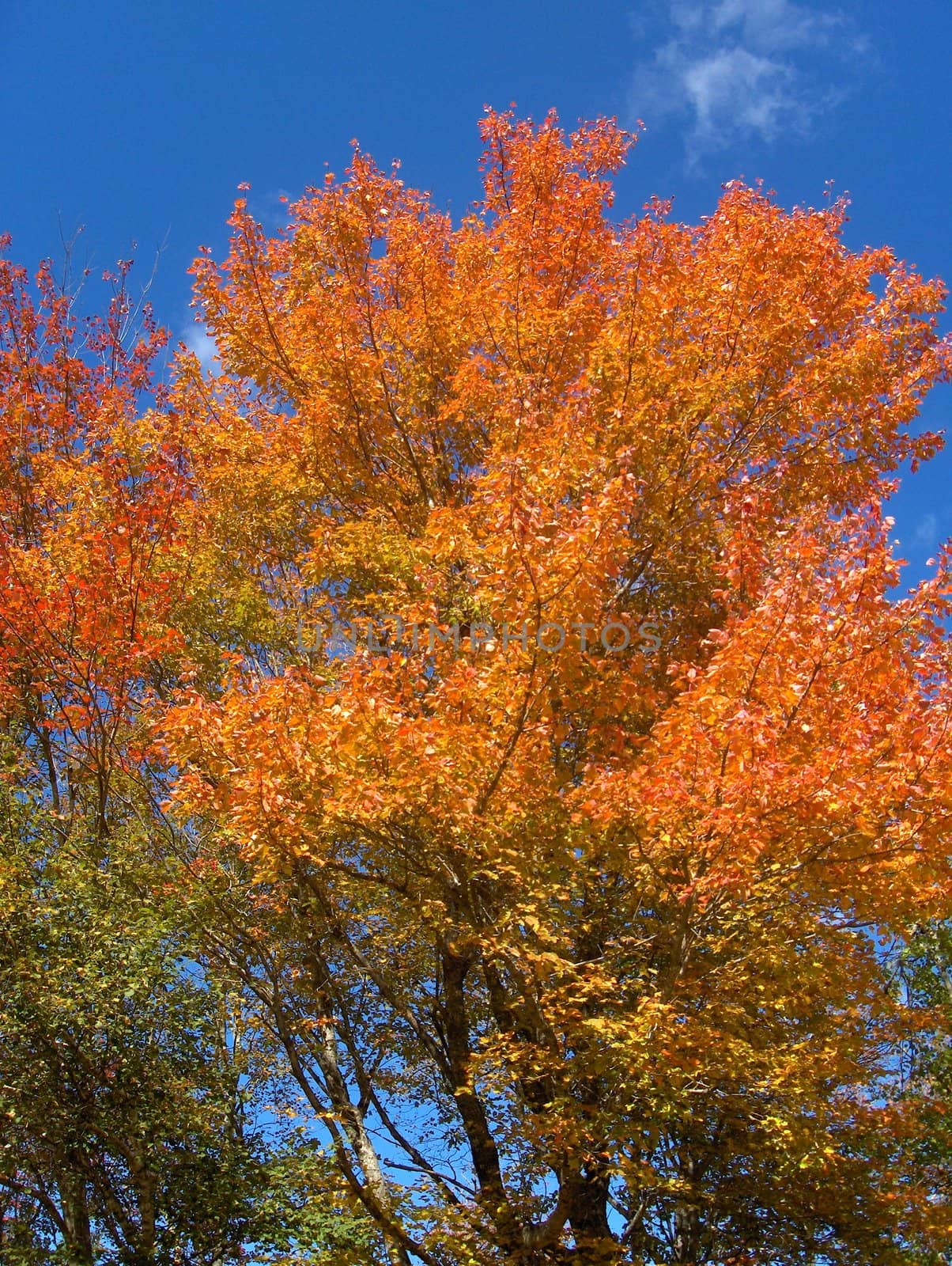 A colorful tree in autumn against a blue sky.