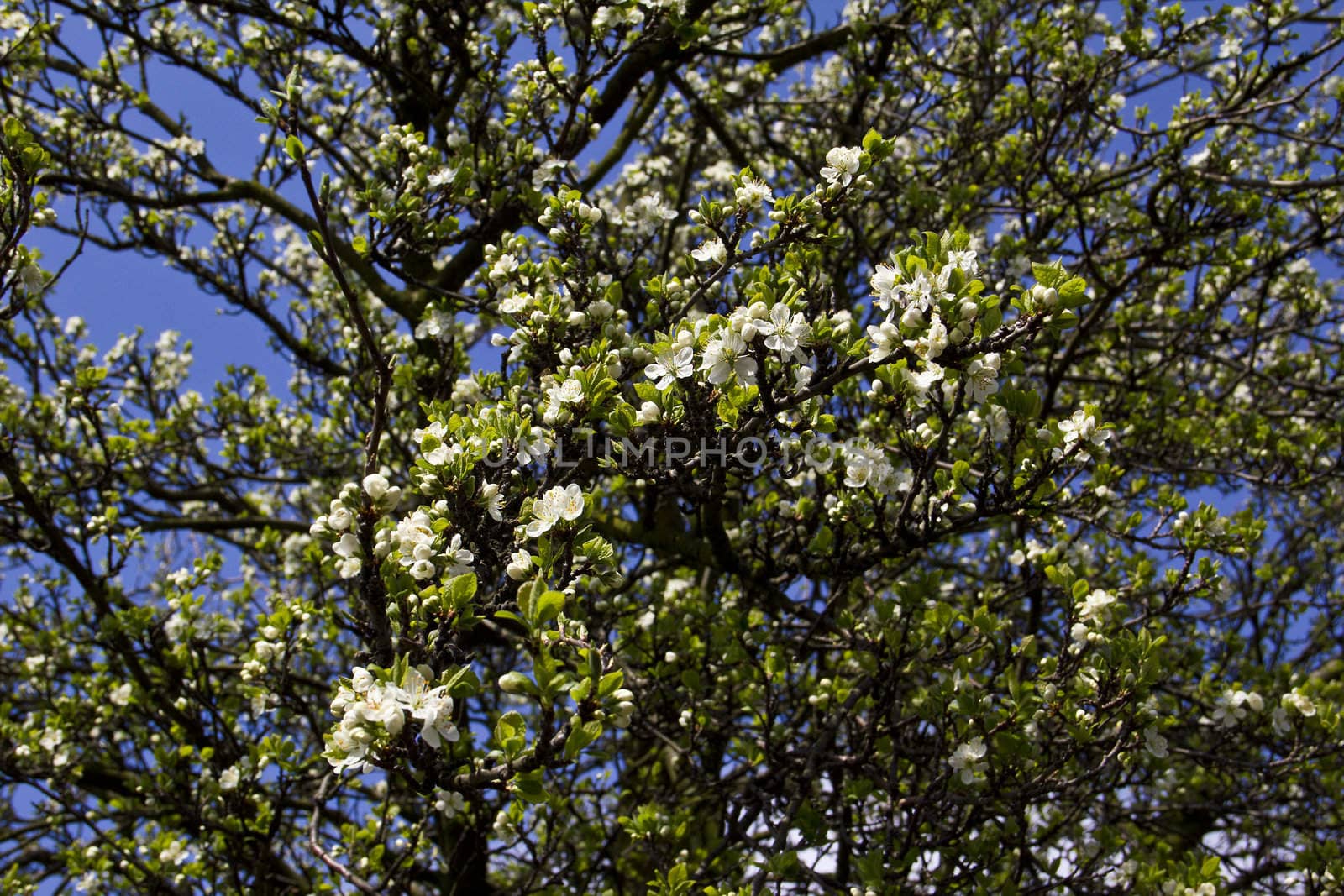 Ah Spring is in the air and the glorious blossom hangs on the damson tree
