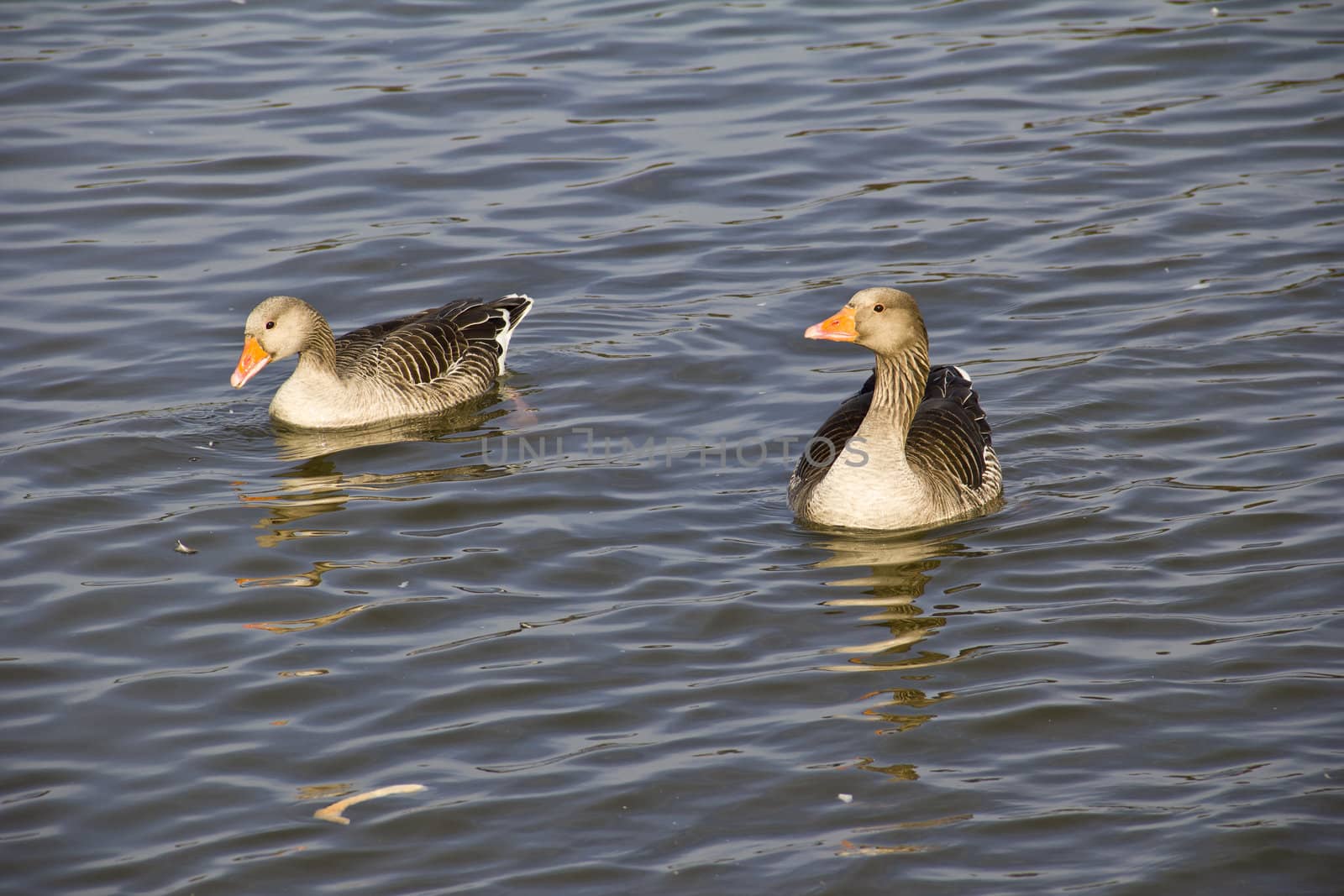 A pair of greylag geese swimming peacefully on a lake