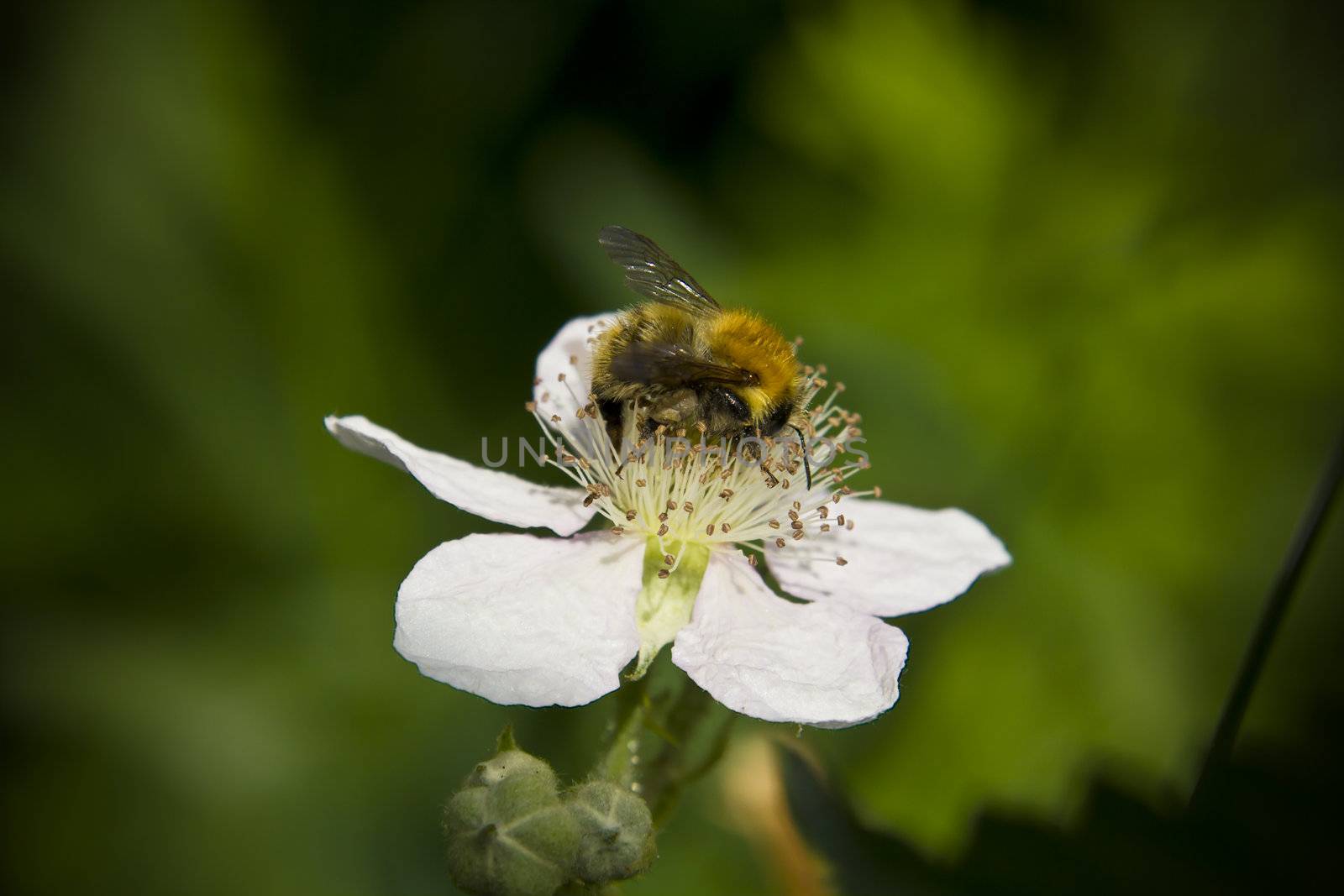 A lovely yellow honey bee having a good feed on a bramble flower