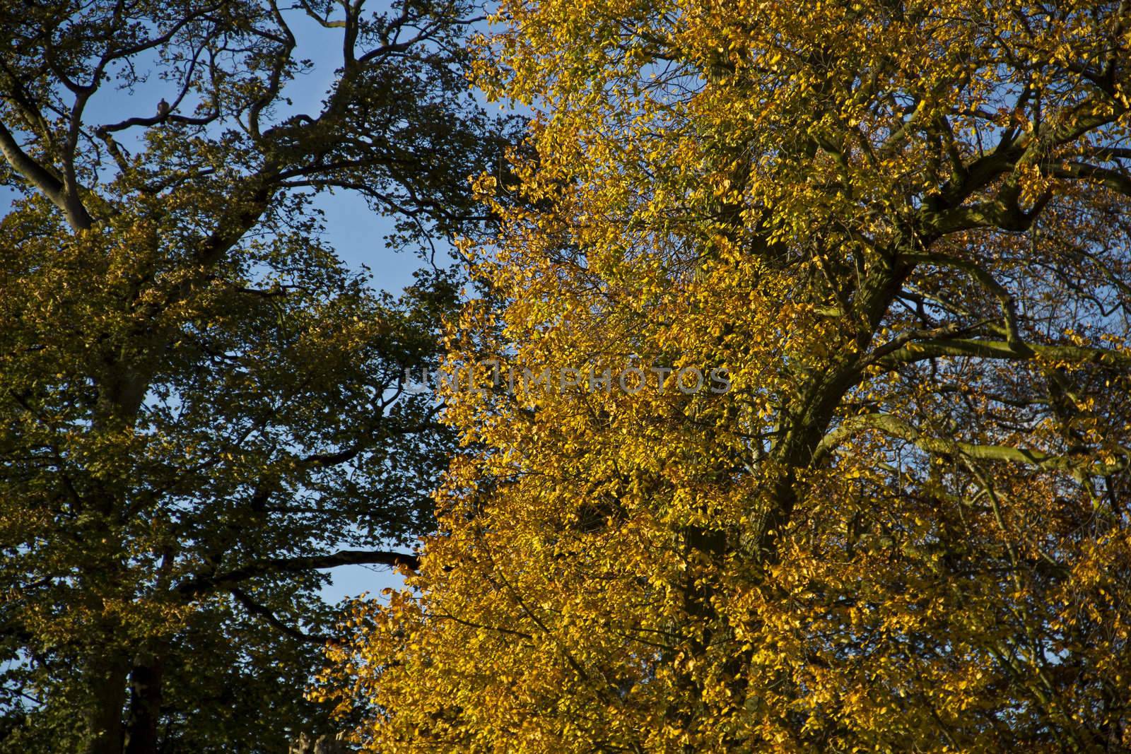 autumn gold balanced by something a little less exciting