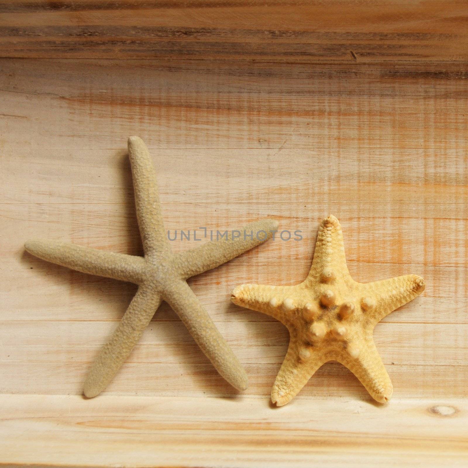 vacation concept with star fish or shellfish and copyspace on wood texture