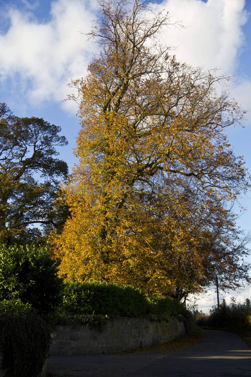 A tree resplendant in the glorious orange of autumn