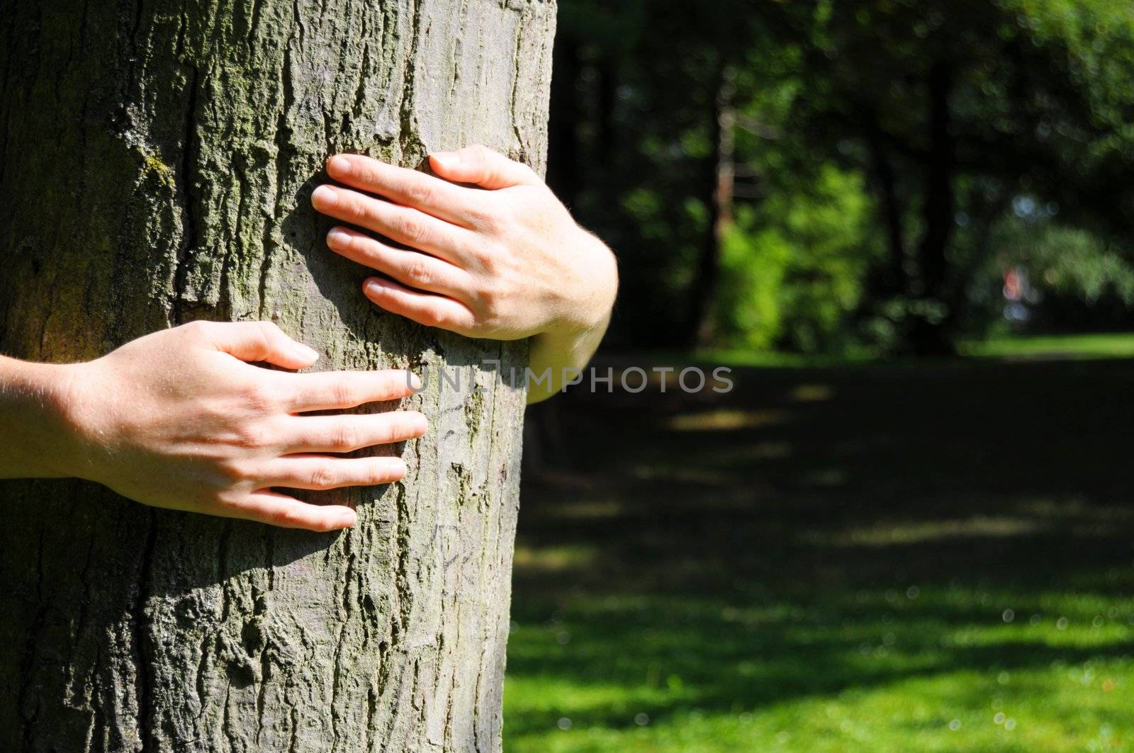 embracing a tree with hands shwing nature ecoecology or environmental concept