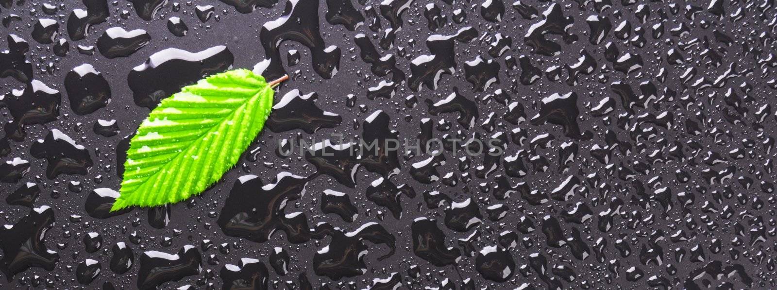 leaf and black background with rain water drops and copyspace
