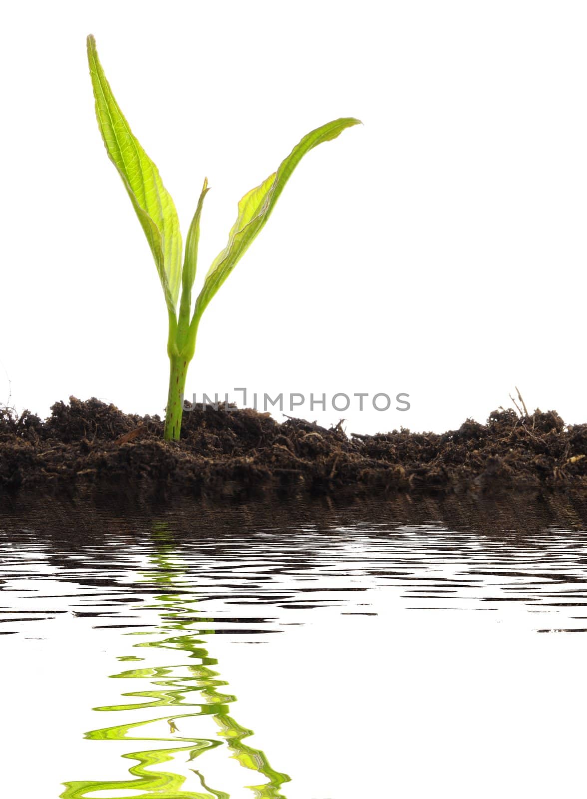 growth concept with small plant and water reflection