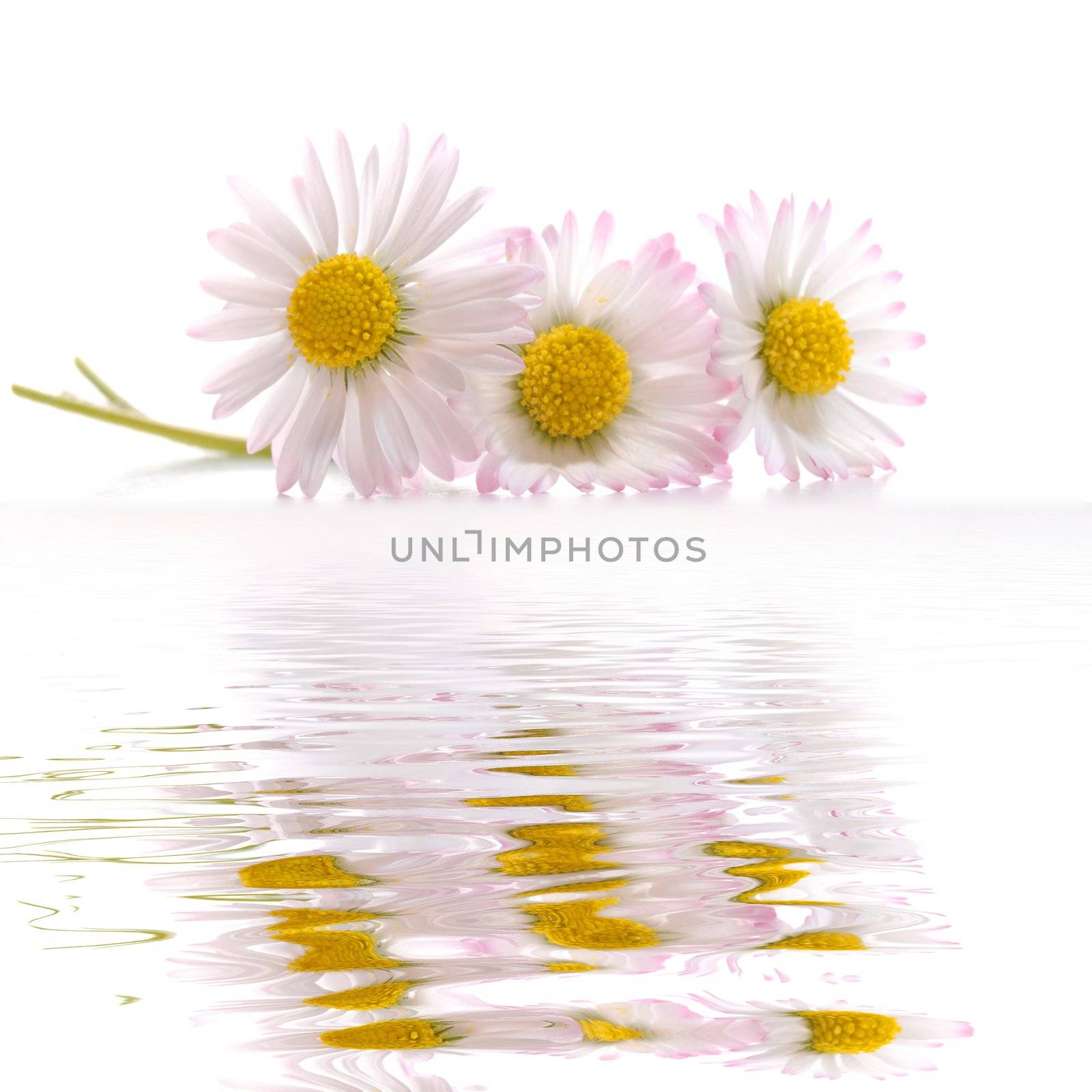 daisy flowers in summer with water reflection and copyspace