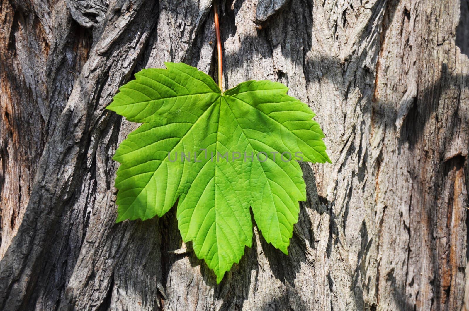 leaf on wood texture and copyspace can be used as background or wallpaper