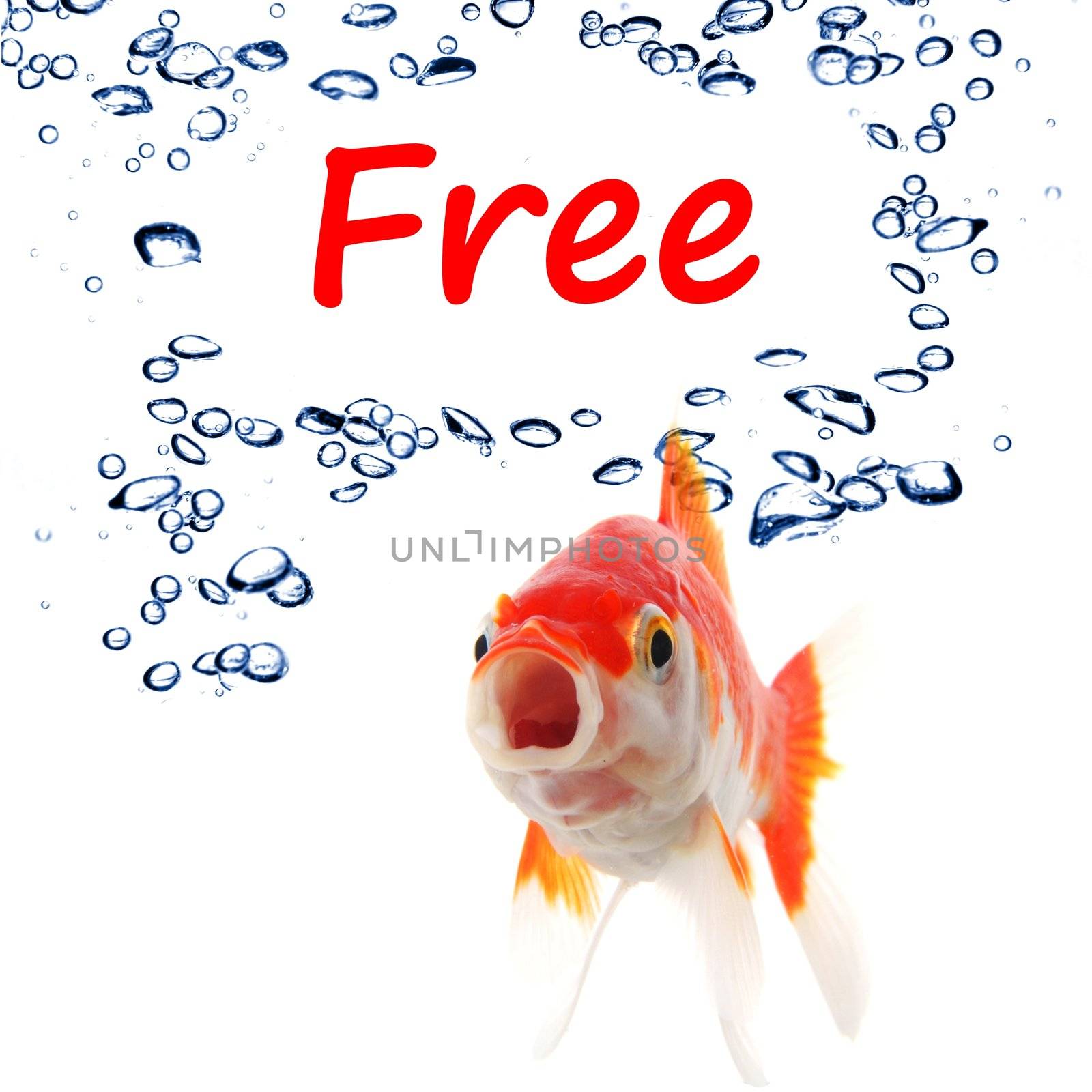 word free and goldfish showing sale or discount concept