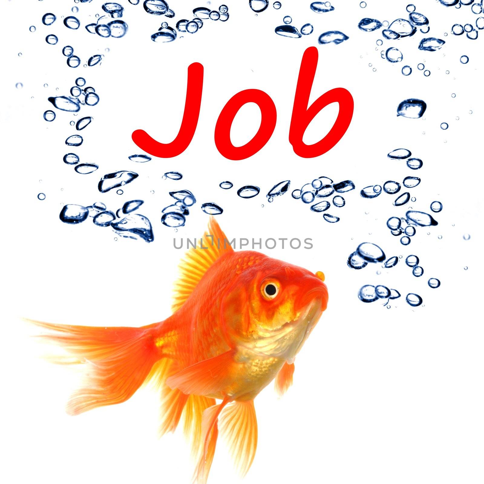 find a job concept with goldfish on white background