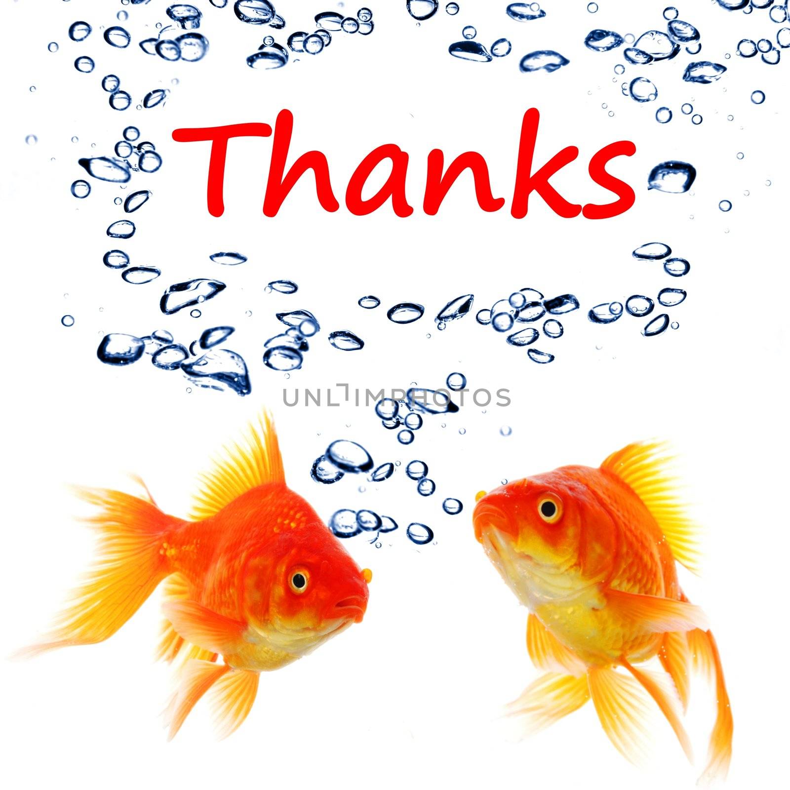 thanks or thank you concept with word and goldfish