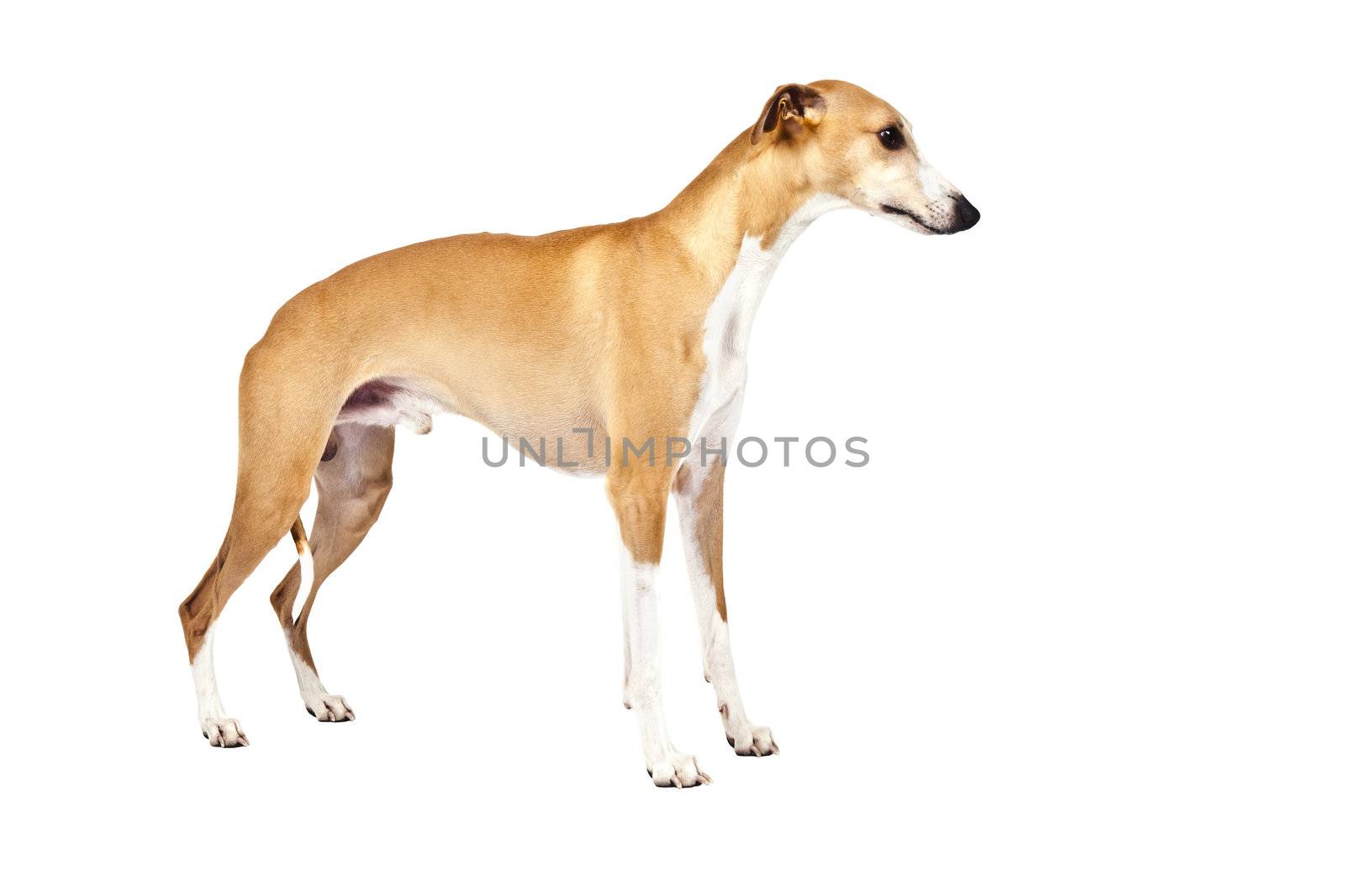 An image of a beautiful whippet dog on white background