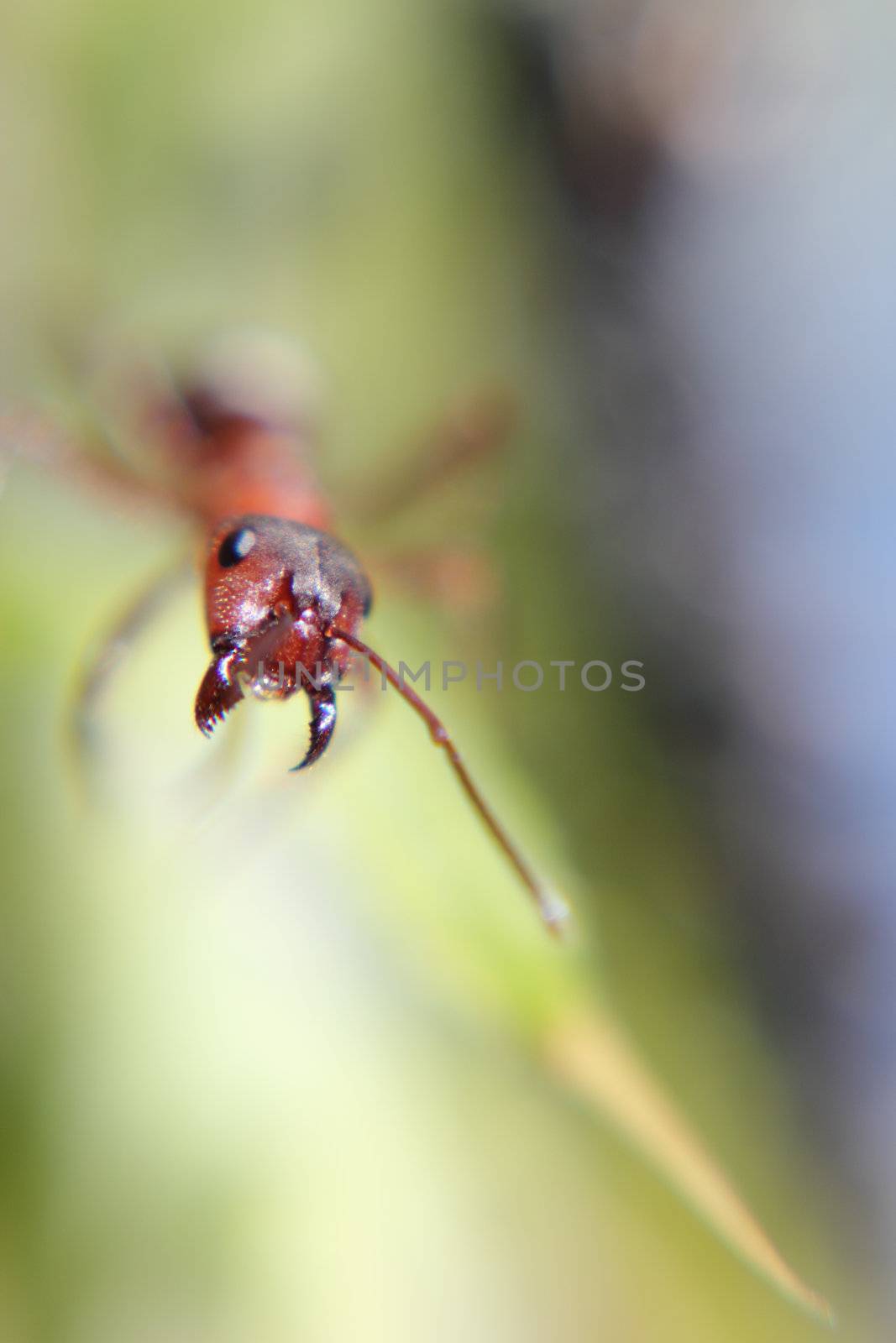 selective focus photo of an ant