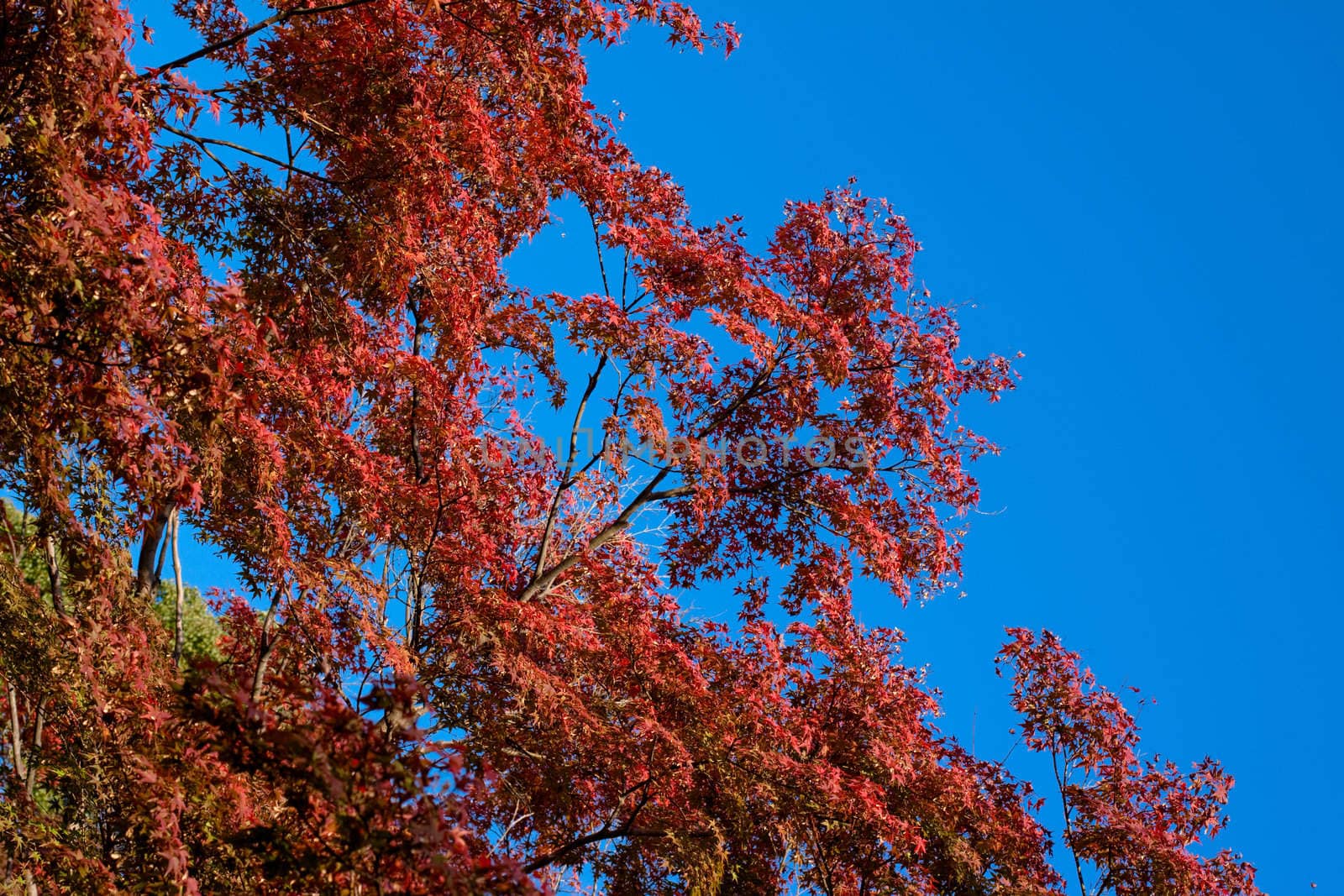 Japanese autumn tress by foaloce