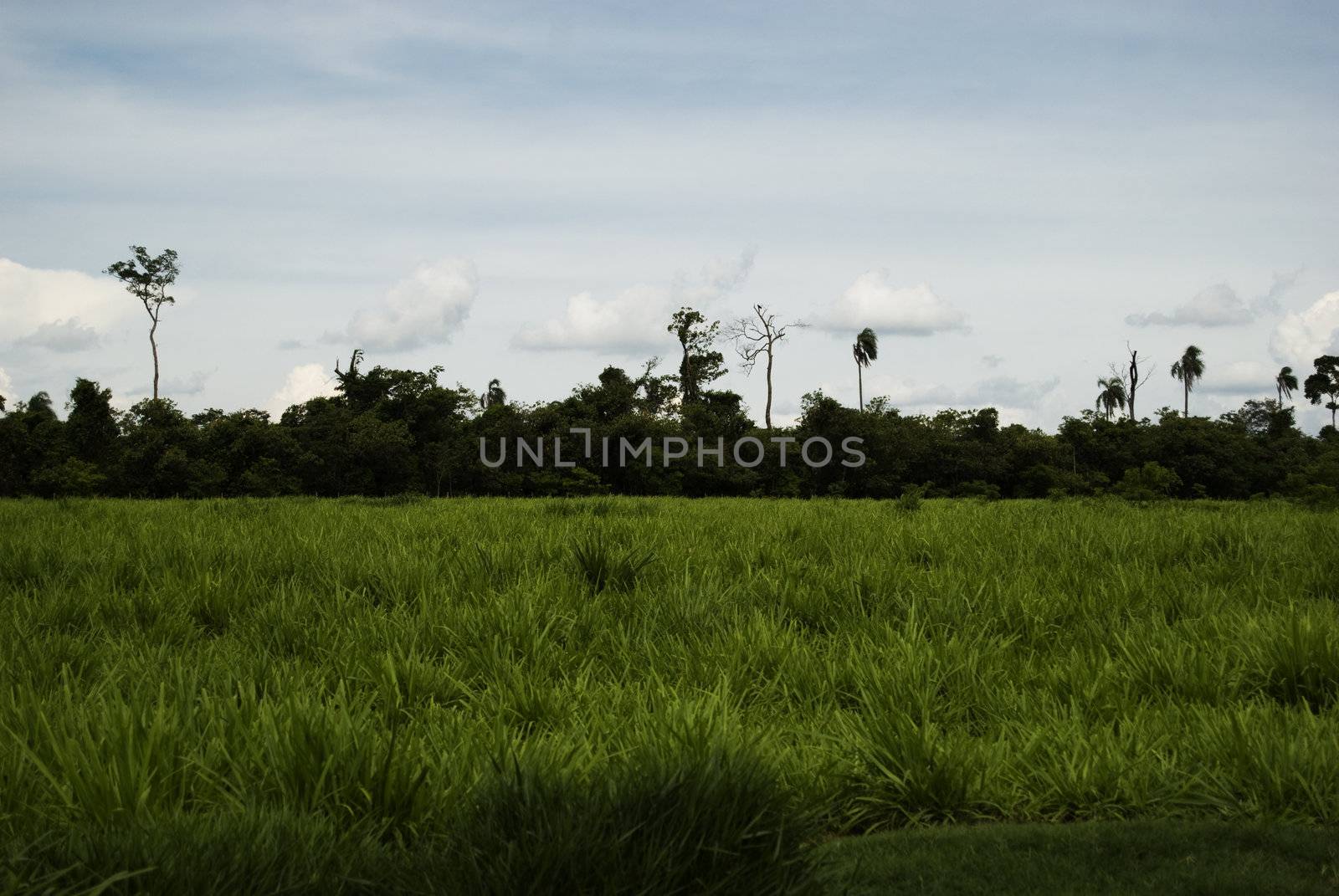 Pasture and forest on brazilian cattle farm. Northwest of Parana State, southern Brazil.