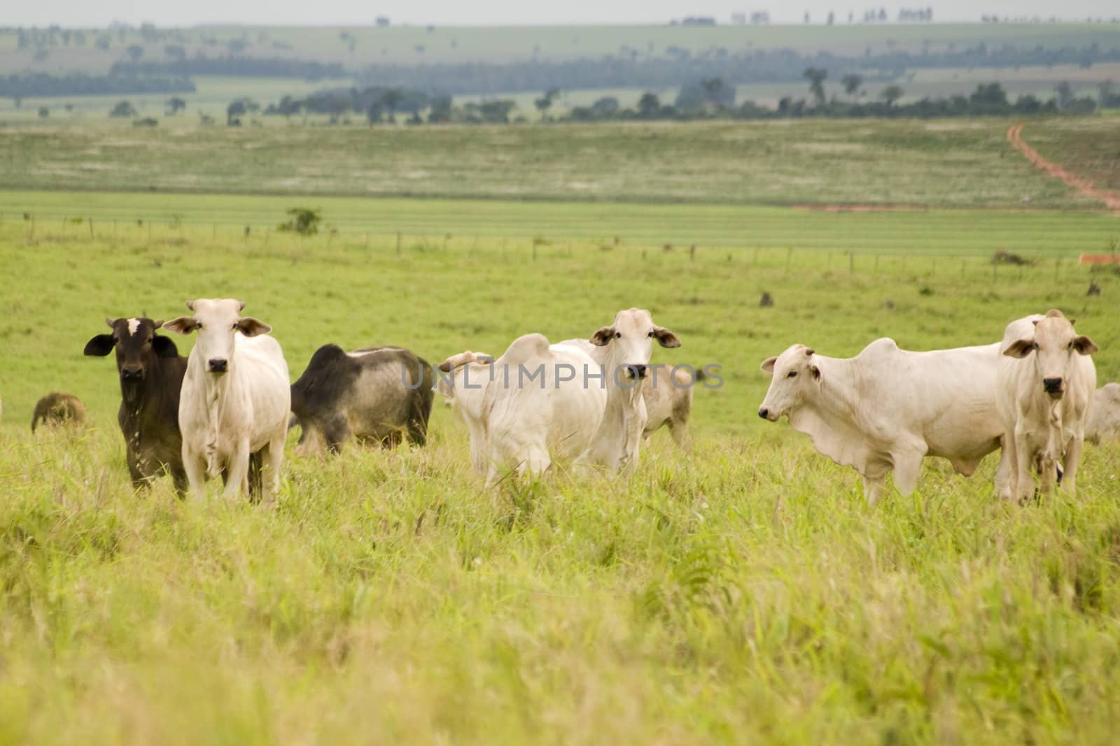 Zebu Cattle grazing on land cleared of forest in Brazil.