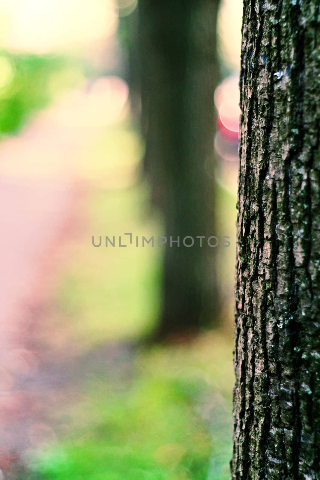 Spring park road view with the texture of tree bark