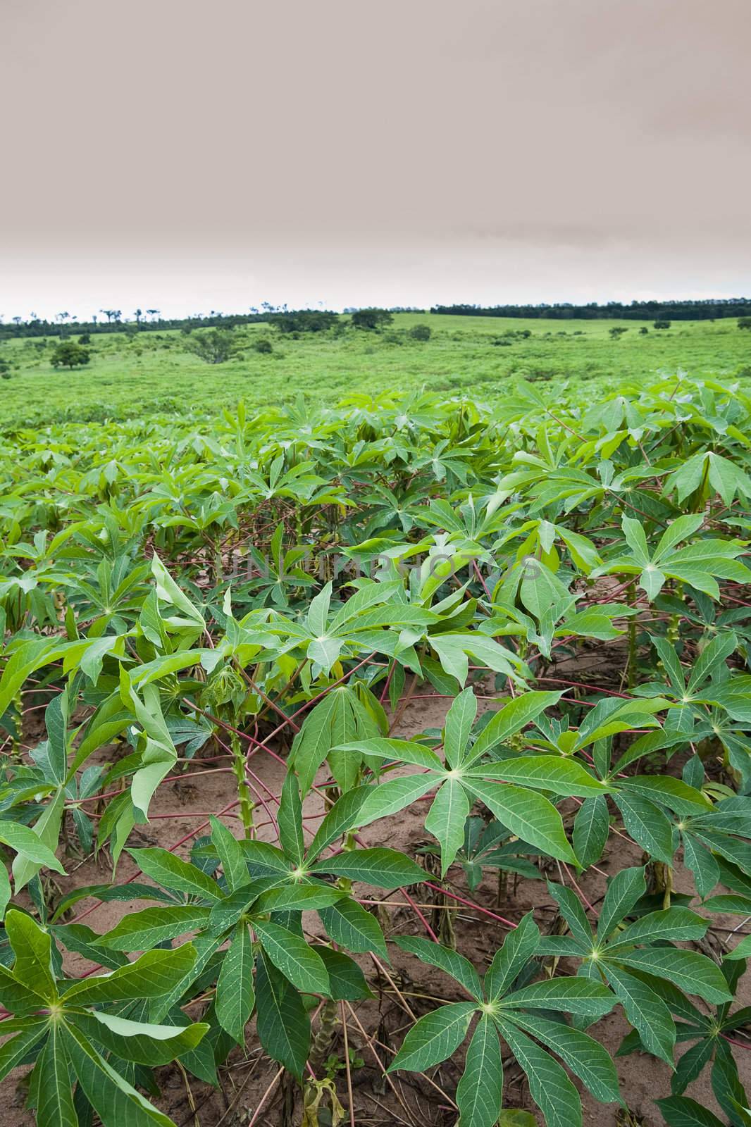 Manioc plantation on parana state, southern brazil. Typical brazilian food.