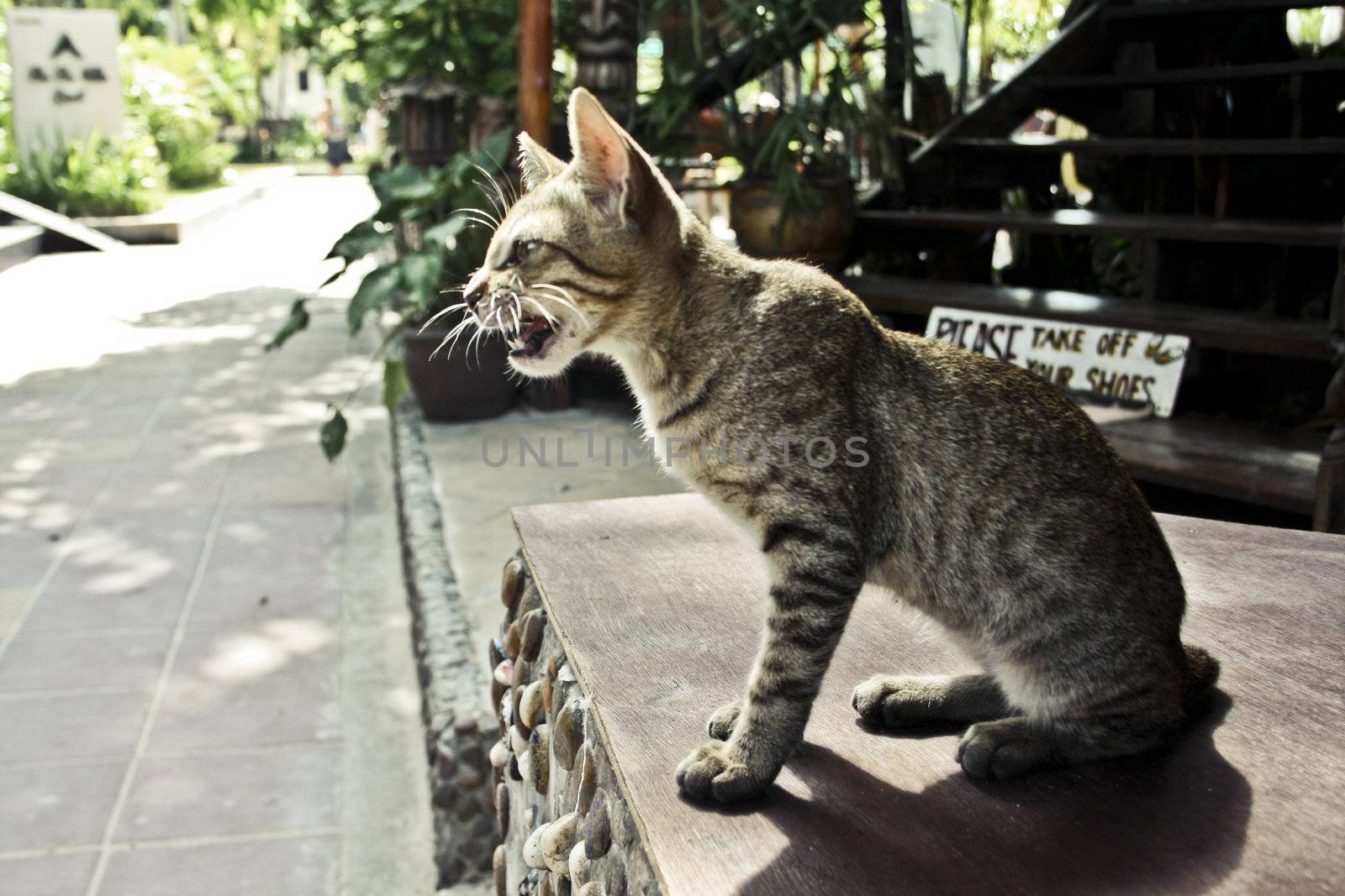 yawning cat by KonstantinChe