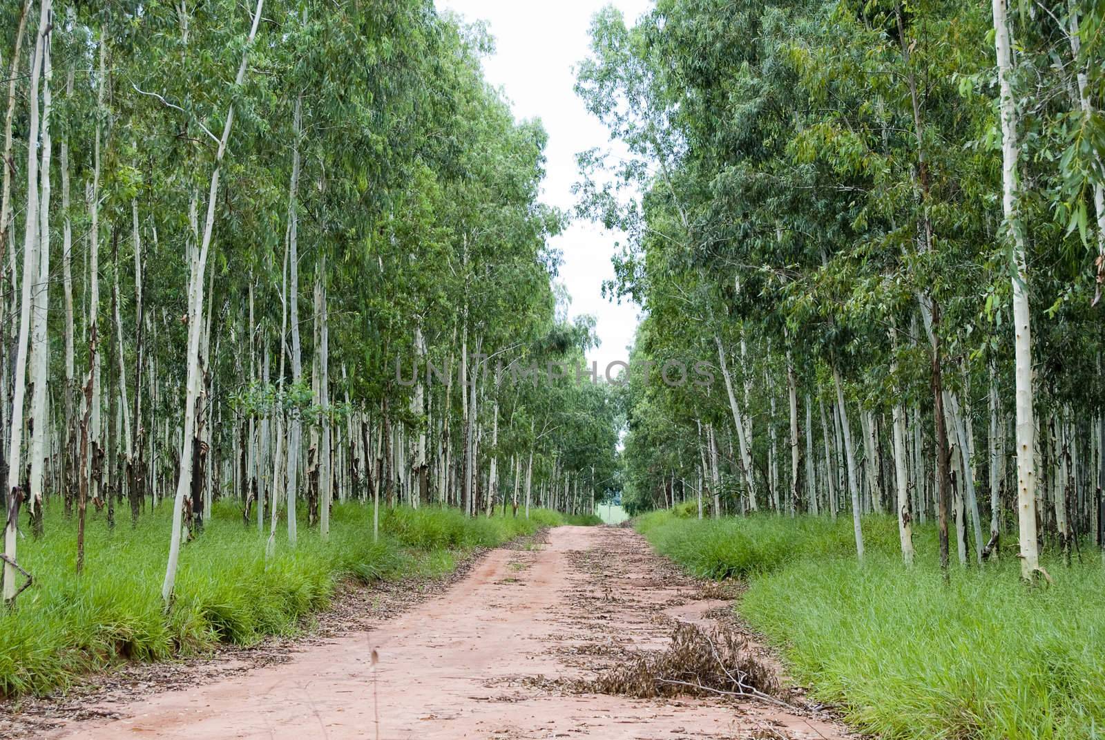 Road through the forest of eucalyptus on southern Brazil.