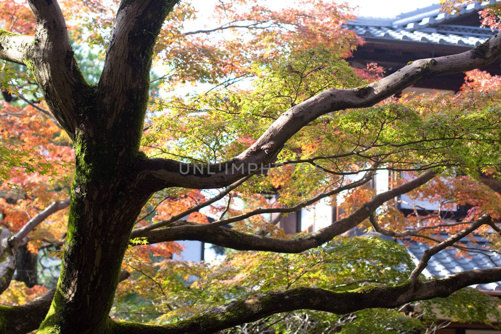 A tree trunk and branches in a Japanese autumn park 
