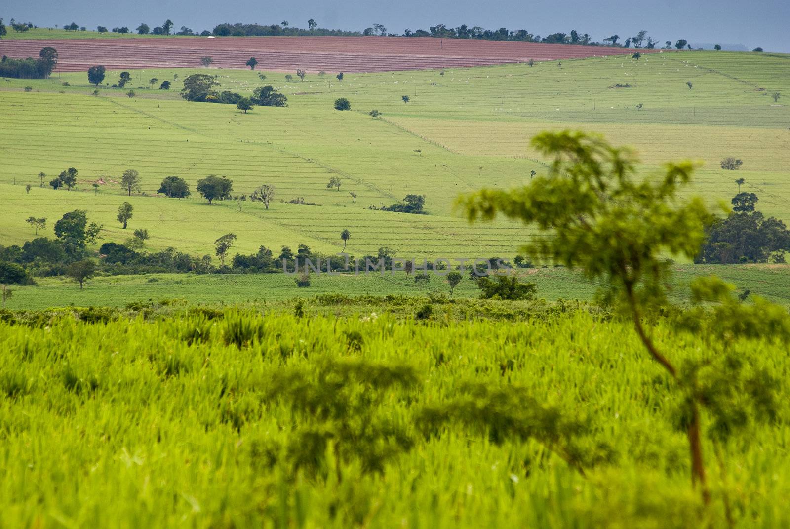 Conversion of areas of rainforest for cattle ranching and agriculture in the northwest of Parana, southern Brazil.