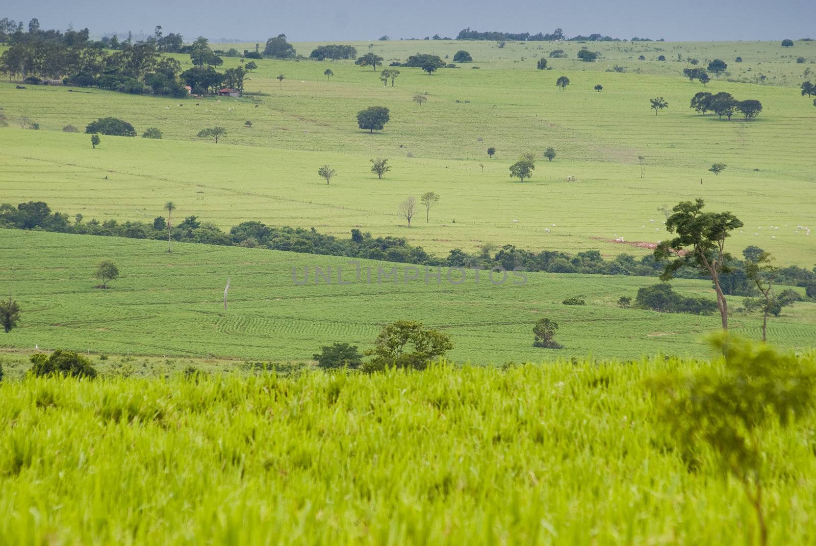 Conversion of areas of rainforest for cattle ranching and agriculture in the northwest of Parana, southern Brazil.