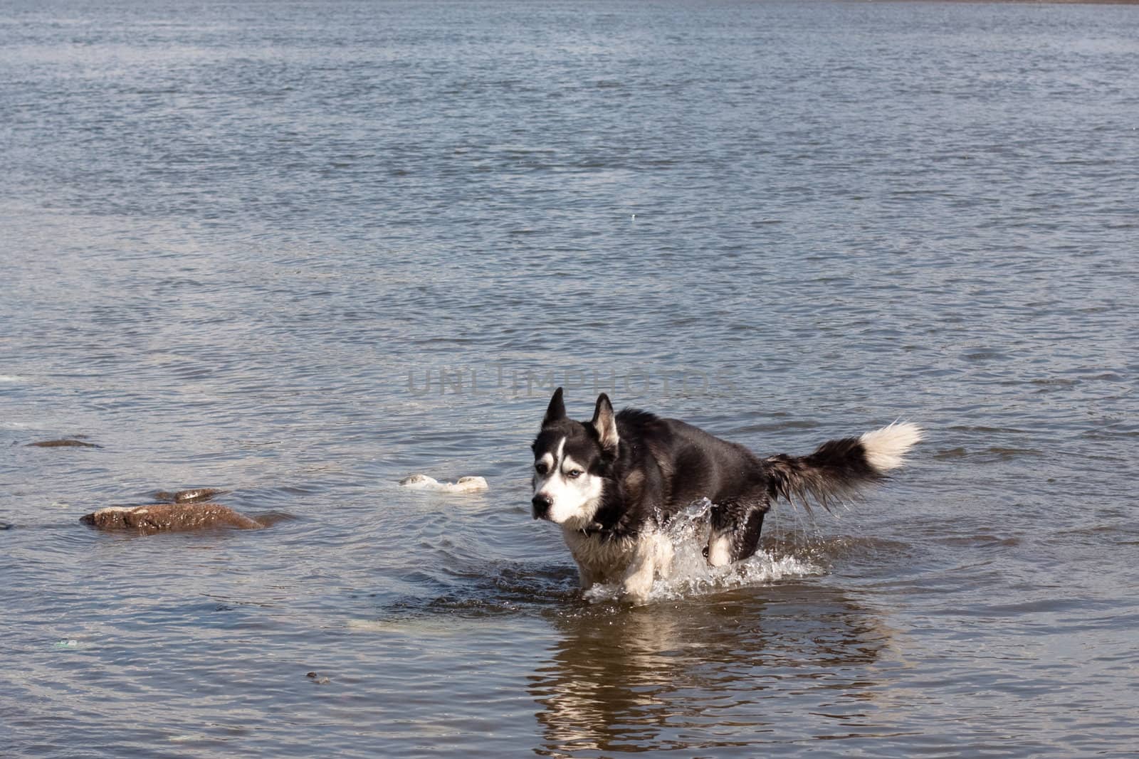 A black and white husky in a river
