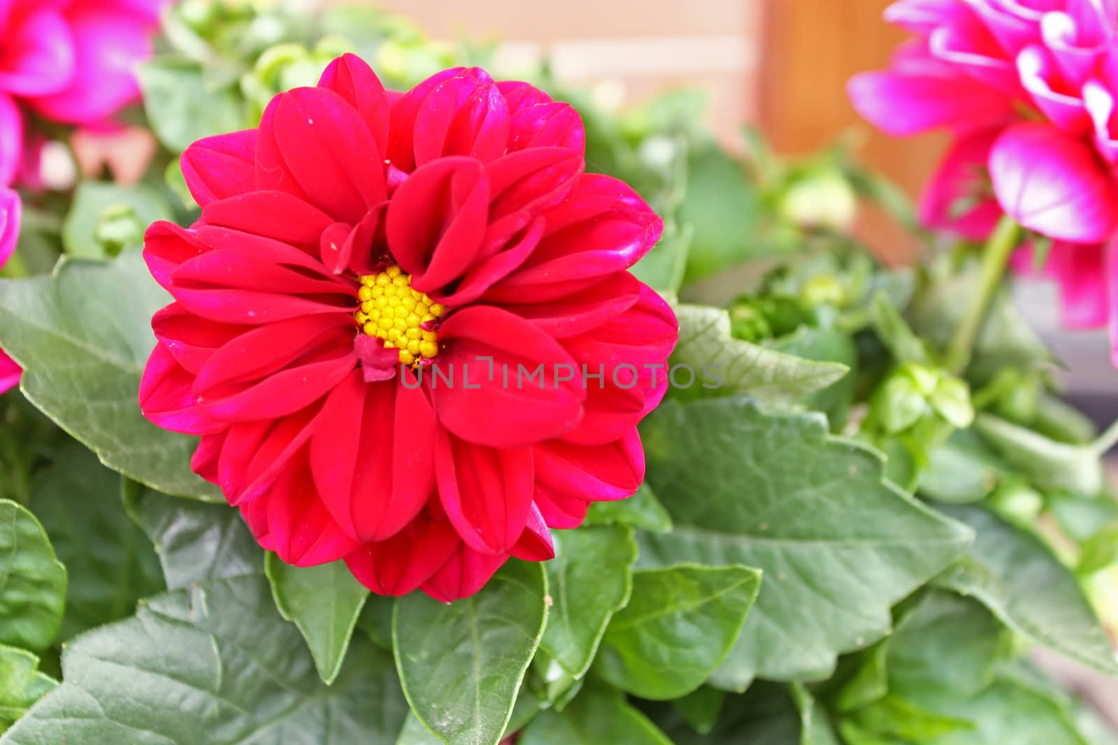 Red dahlia against the softly muted shades of the leaves