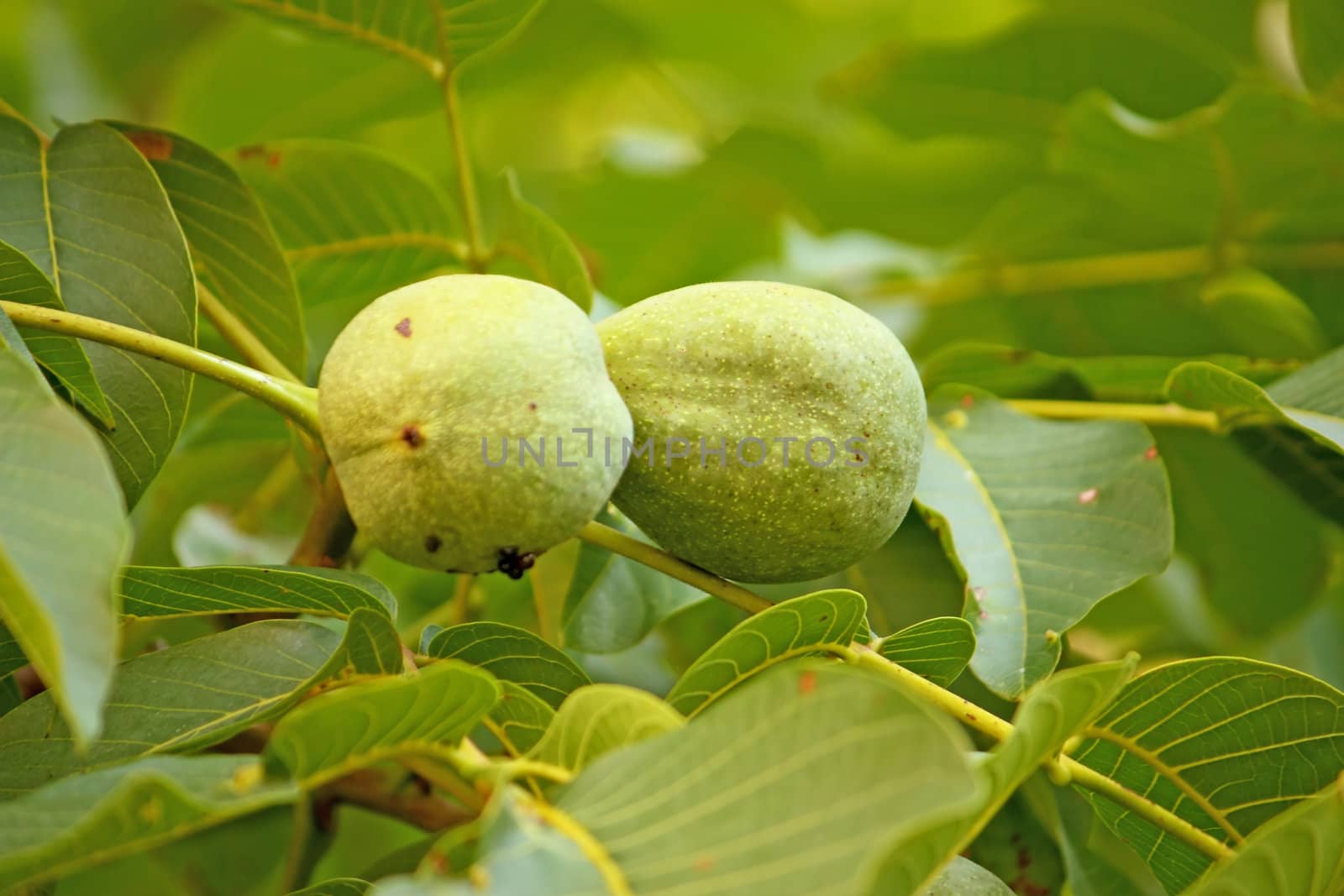 Unripe walnuts in front of green leaves