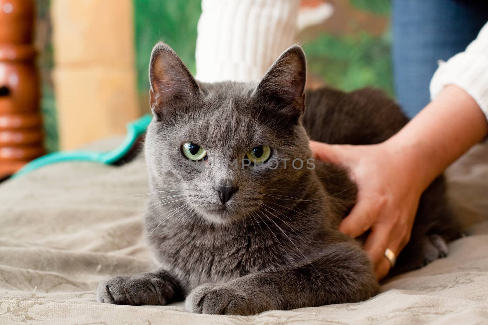 A gray cat and a women hand
