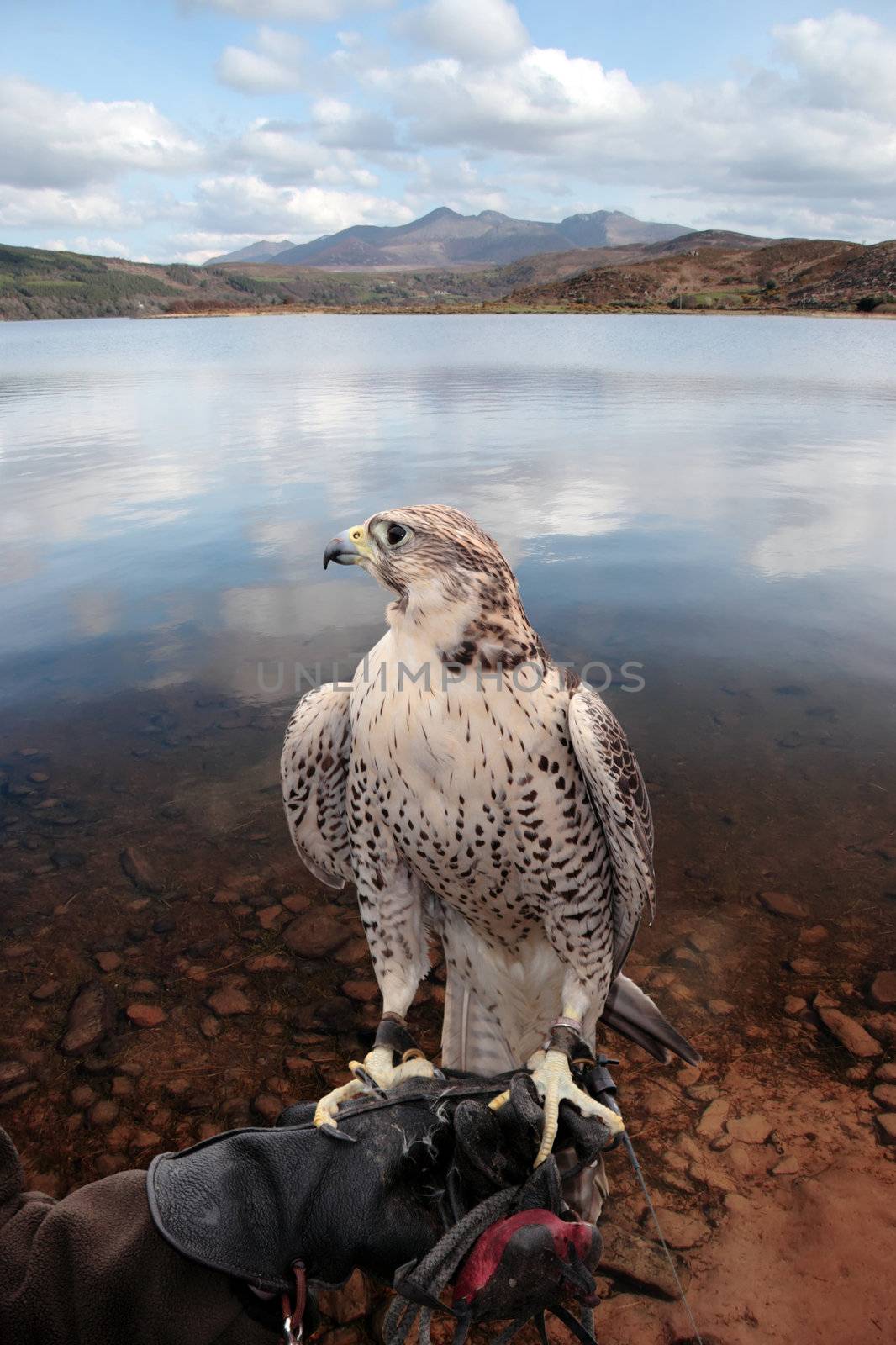 a falcon perched on its trainers hand in a beautiful nature scene with a clipping path