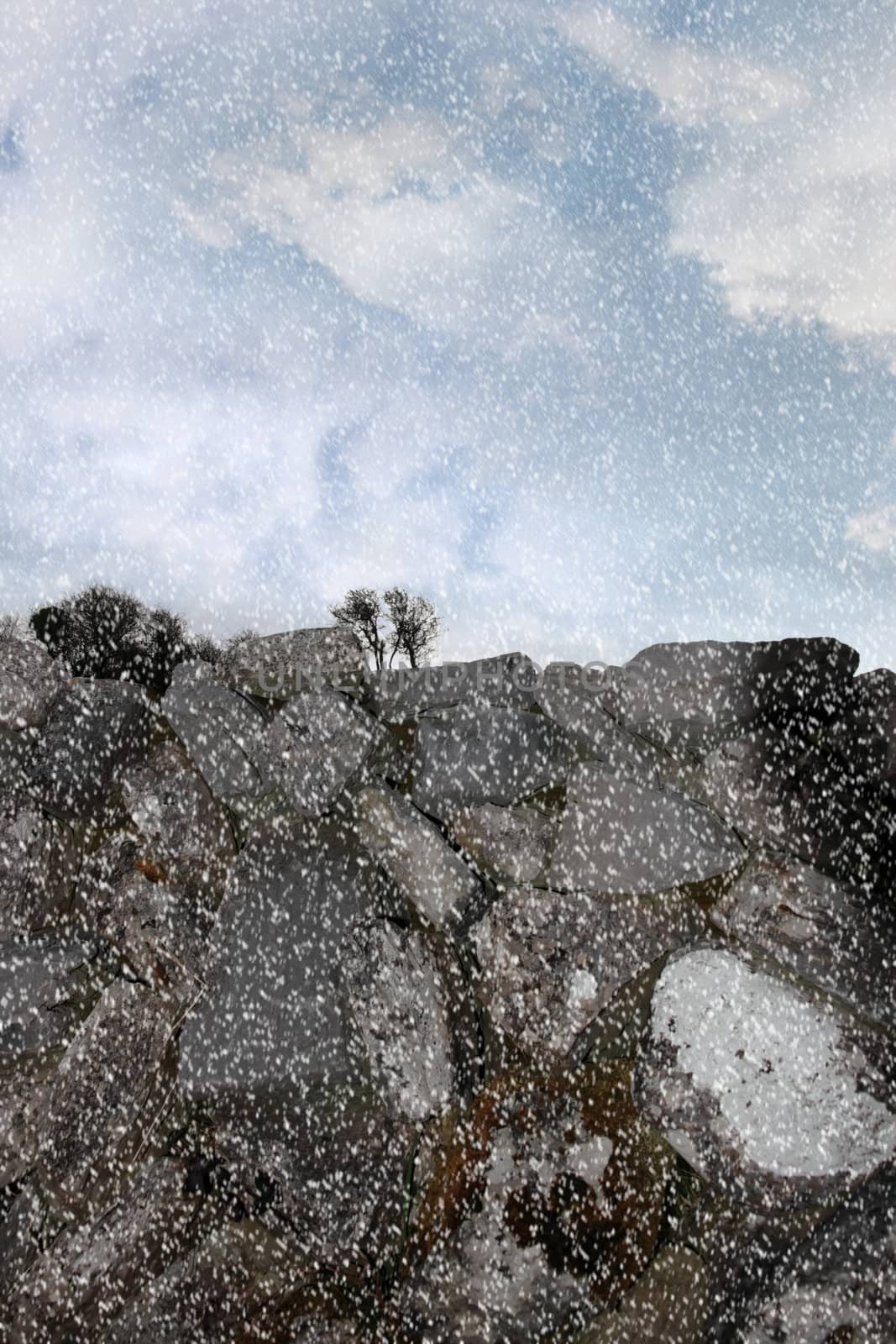 trees behind an old irish stone wall in a winters snow storm