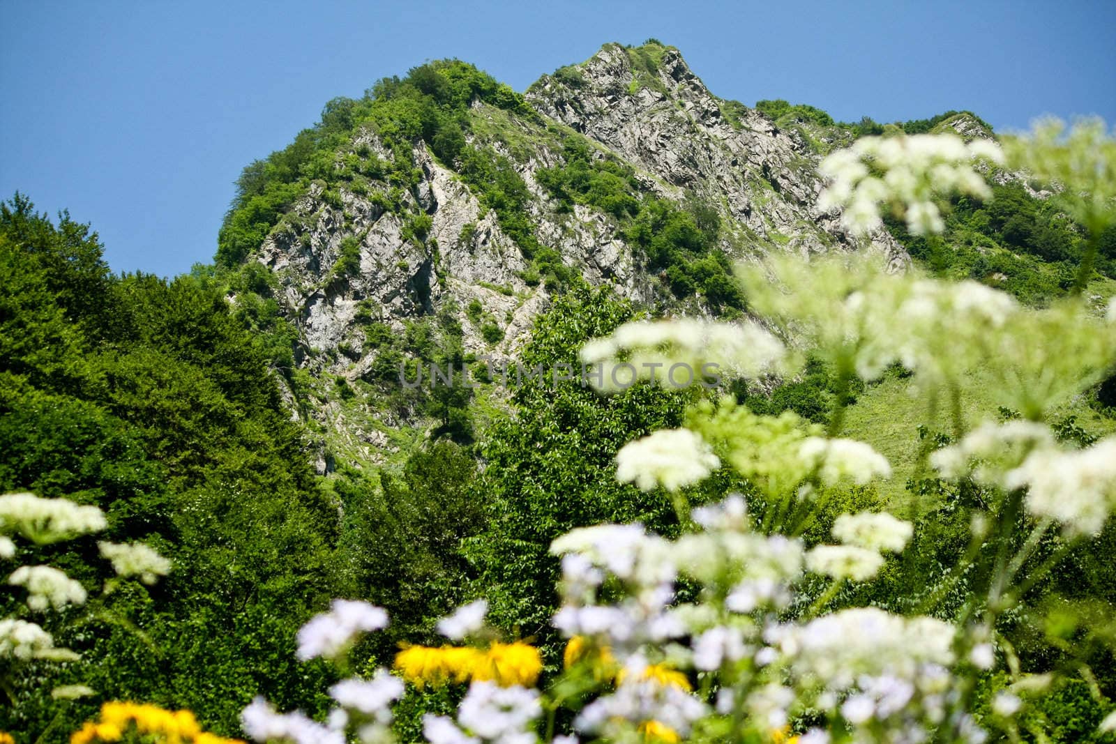 Mountain peak among the flowers by KonstantinChe