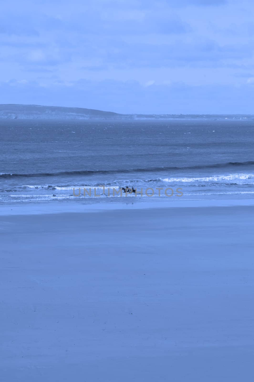 horses having a dip in the sea in ballybunion with view of beach
