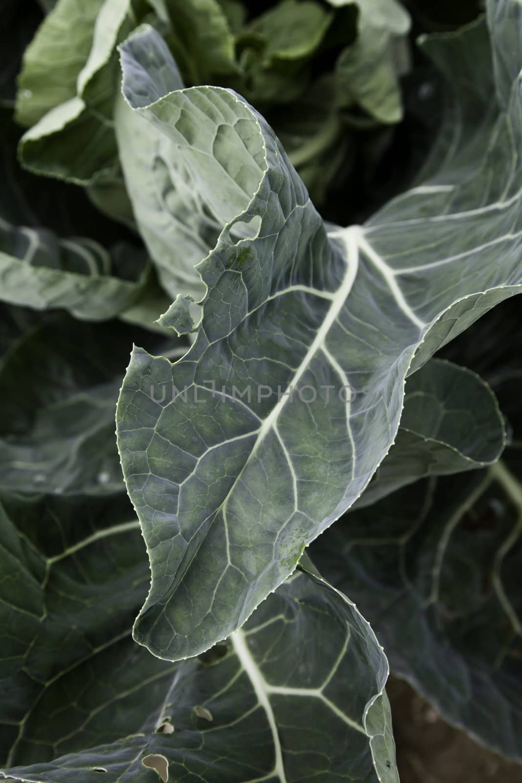 Green biological salad cultivated without pesticides