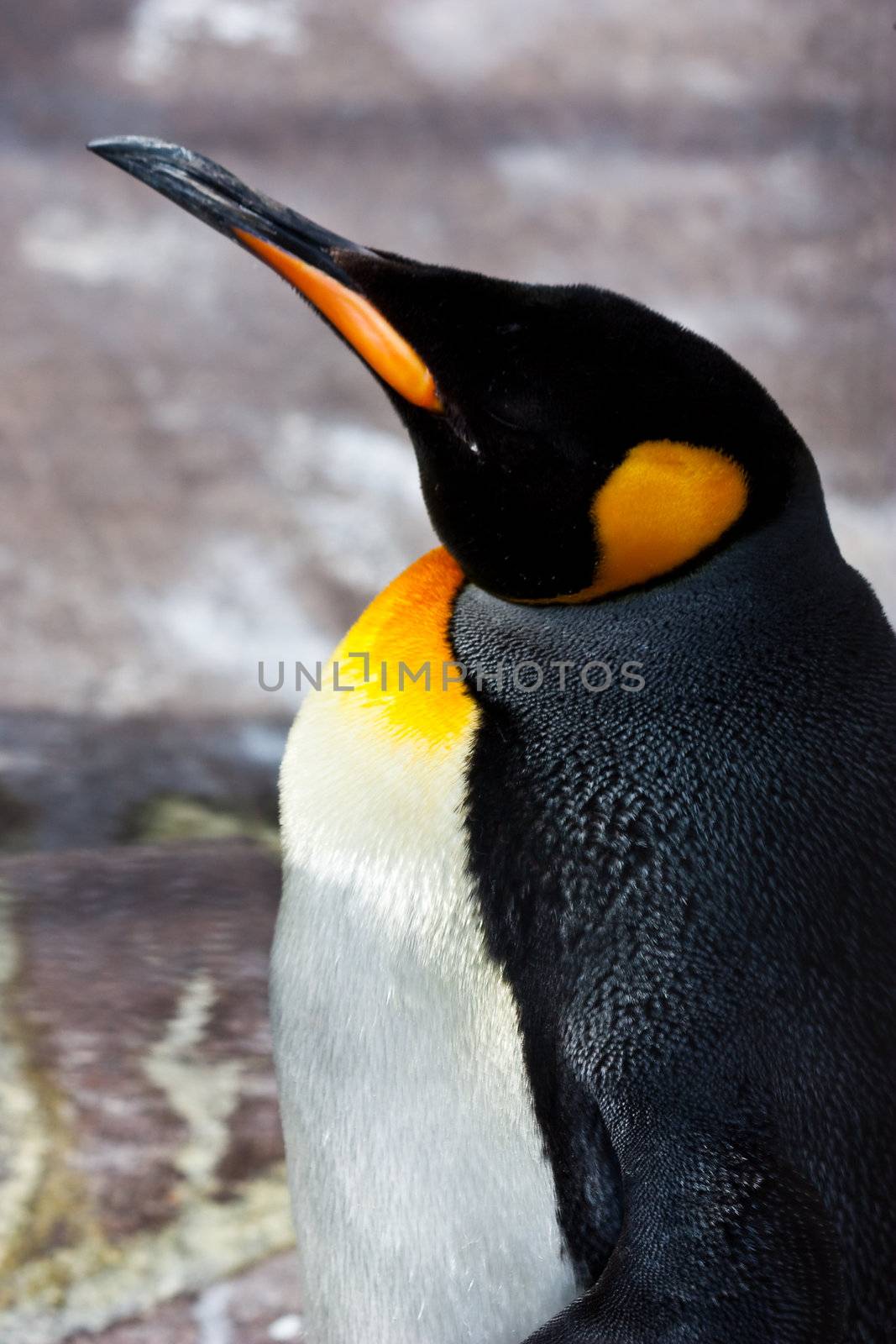 Latin name  Aptenodytes Patagonica, tipical of Falkland Islands