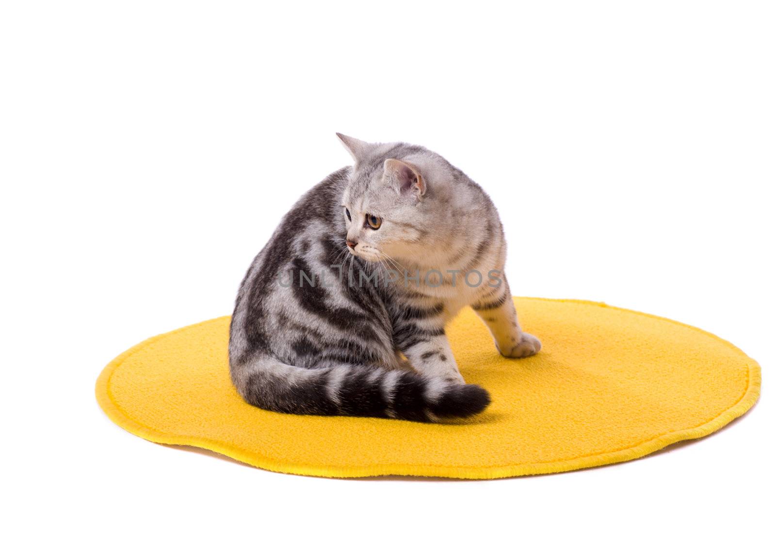 Grey cat sitting pretty isolated on white