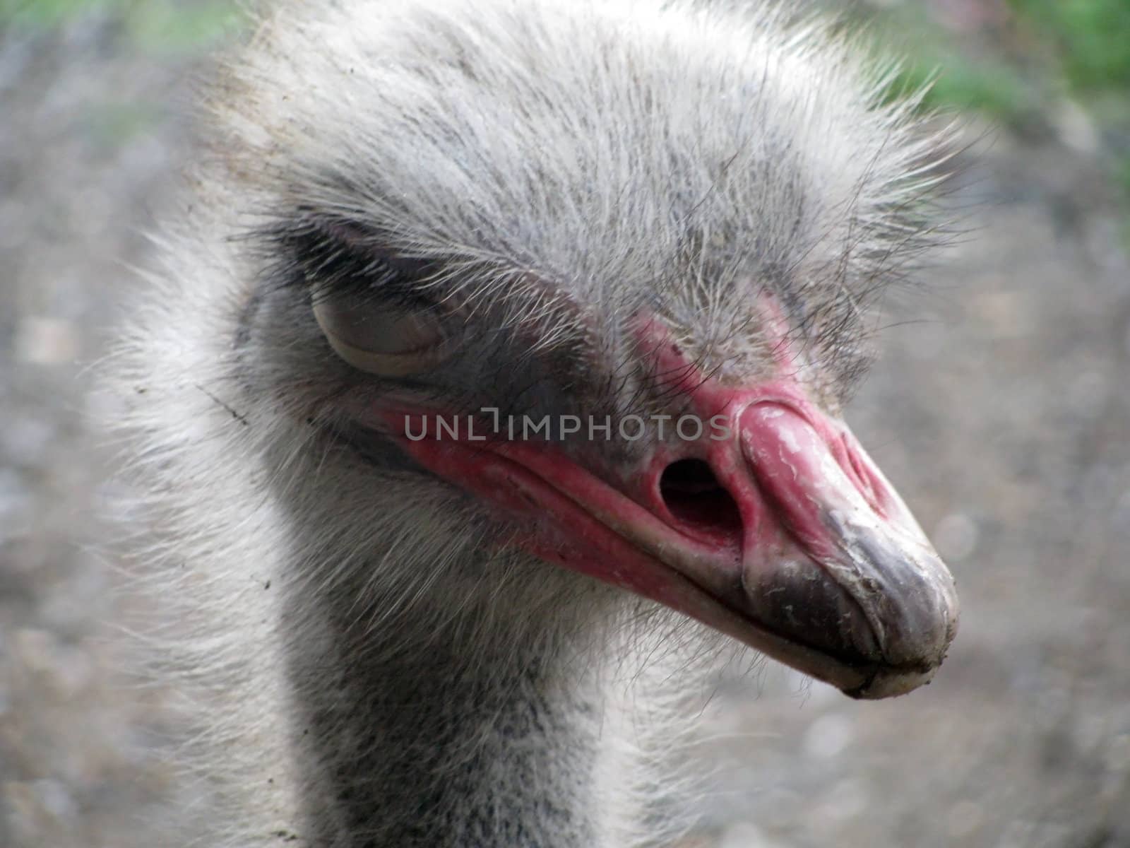 Ostrich, bird, feathery, a head, a zoo, nursery, an animal, the nature, fauna, a portrait, park