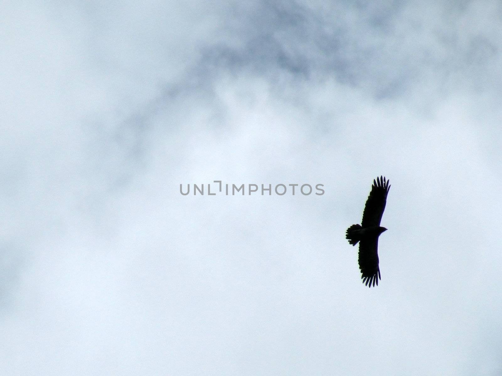 The eagle, black, a kite, an Egyptian vulture, a bird, feathery, a head, the nature, fauna