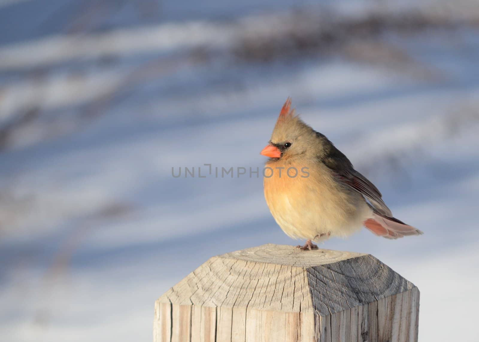 A female cardinal perched on a post.